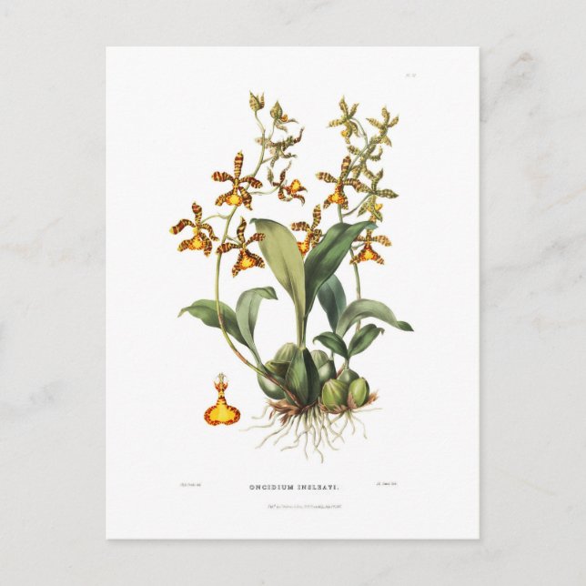 Oncidium insleayi postcard (Front)