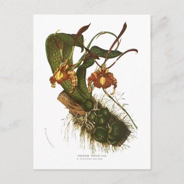 Oncidium papilio postcard (Front)