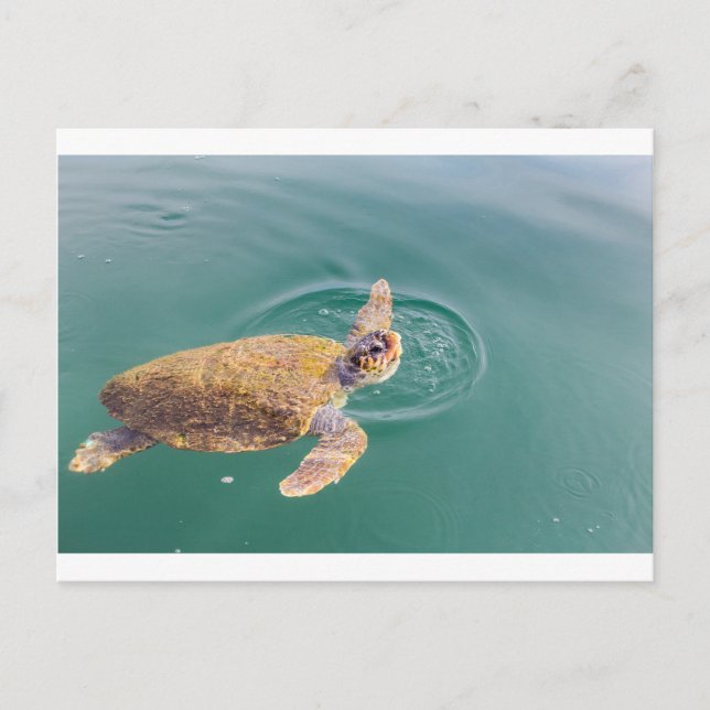One big swimming sea turtle Caretta Postcard (Front)