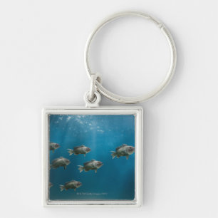 One black sea bass leading a school key ring