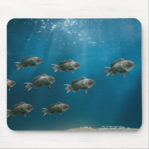 One black sea bass leading a school mouse mat