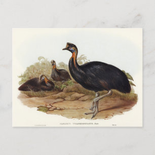 One-carunculated Cassowary by Elizabeth Gould Postcard