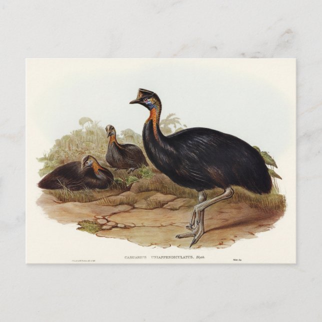 One-carunculated Cassowary by Elizabeth Gould Postcard (Front)