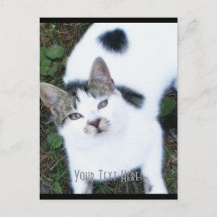 One Cool Cat (Girl) Postcard