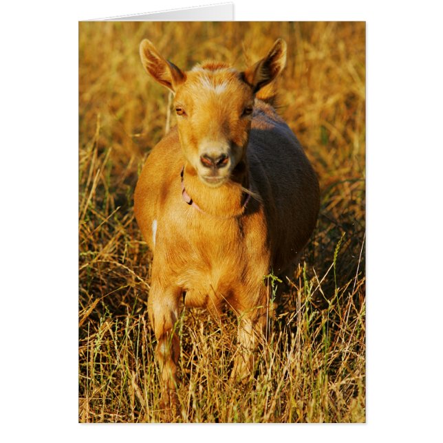 One Cute Goat (Front)