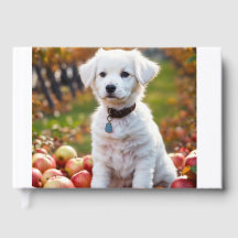 One cute little white puppy is sittin