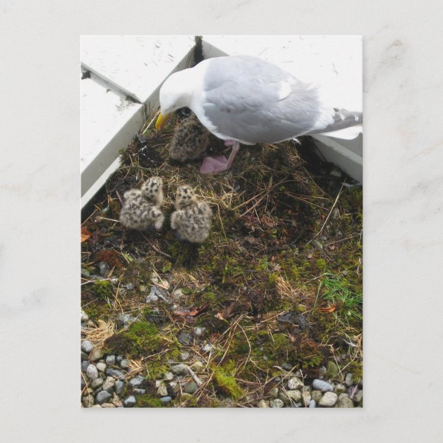 One Day Old Gull Chicks Postcard (Front)