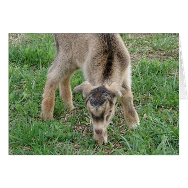 One-Day-Old Thunder (Front Horizontal)