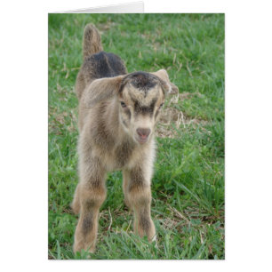 One-Day-Old Thunder All Occasions