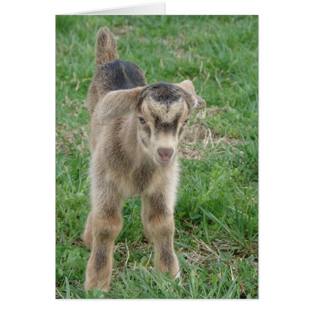 One-Day-Old Thunder All Occasions (Front)