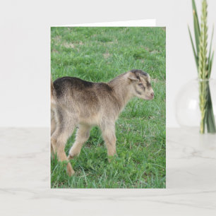 One-Day-Old Thunder Card