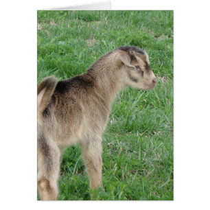 One-Day-Old Thunder the Goat Kid
