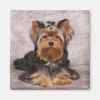 One dog magnet