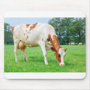 One dutch milk cow grazing in green meadow mouse mat