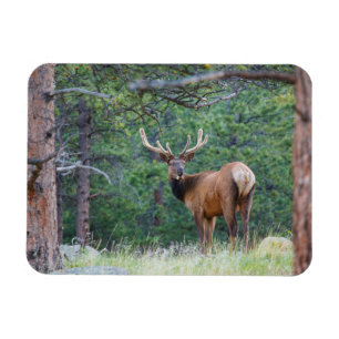 One Elk Looking Back   Rocky Mountains Magnet