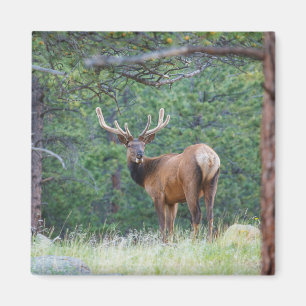 One Elk Looking Back   Rocky Mountains Magnet