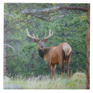 One Elk Looking Back   Rocky Mountains Tile