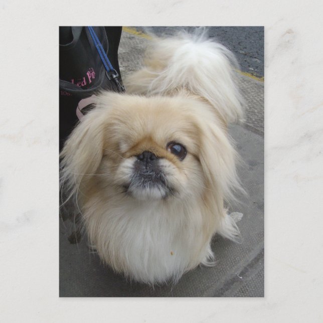 one eyed dog postcard (Front)