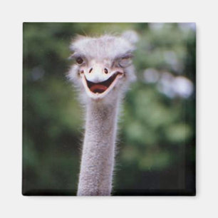 One Happy Ostrich refrigerator magnet