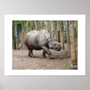 One horned rhino poster