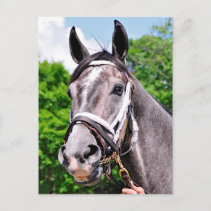 One King's Man Postcard