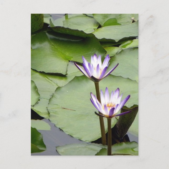 One/Lotus Blooms All-Occasion Greetings Postcard (Front)