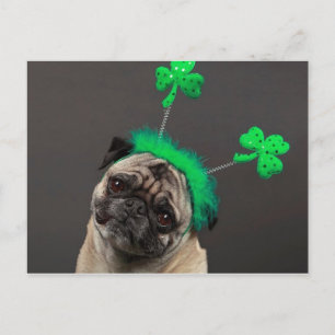 One lucky Pug Postcard