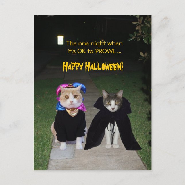 One Night It's OK to PROWL Postcard (Front)