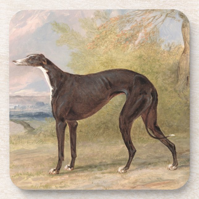 One of George Lane Fox's Winning Greyhounds: the B Coaster (Front)