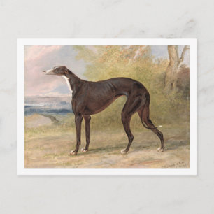 One of George Lane Fox's Winning Greyhounds: the B Postcard