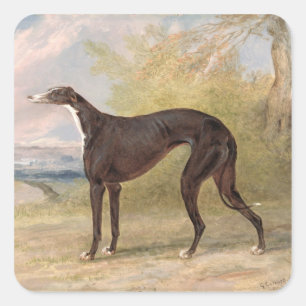 One of George Lane Fox's Winning Greyhounds: the B Square Sticker