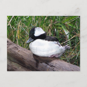 One Of The Smallest Species Of American Ducks Postcard