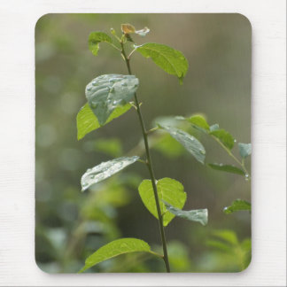 One other day mouse mat