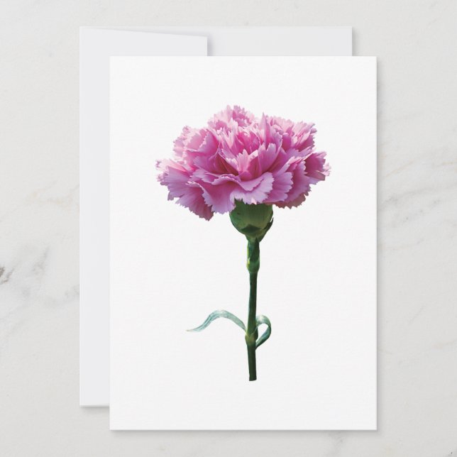One Pink Carnation (Front)