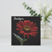 One Red Daisy On Black Left Side, 