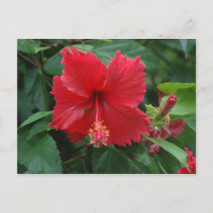 One red hibiscus postcard