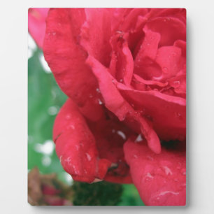 One Red Rose Plaque