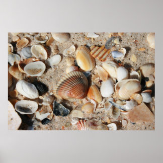 One square foot of shells poster