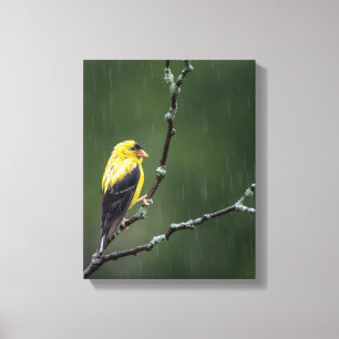 One Unhappy Goldfinch Canvas Print