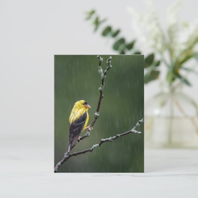 One Unhappy Goldfinch  Postcard (Standing Front)