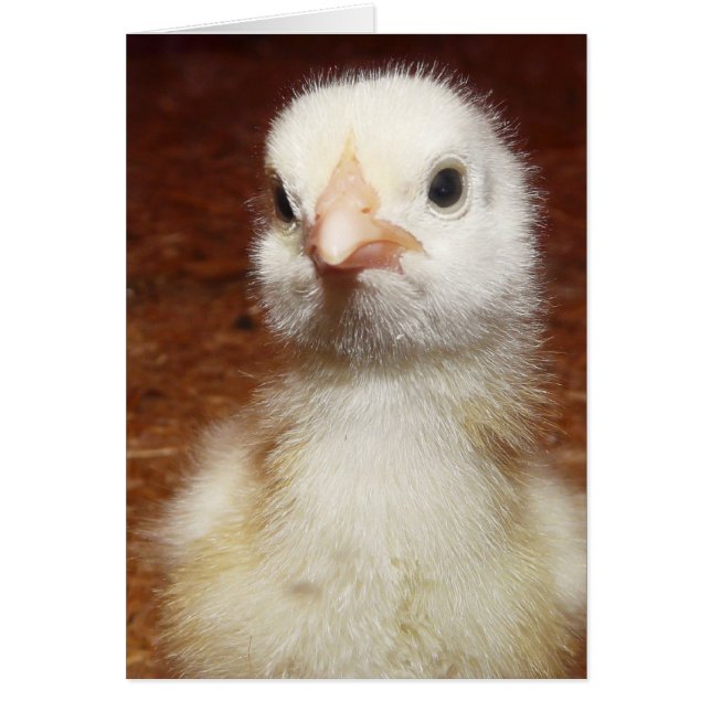 One Unhappy Little Chicken (Front)