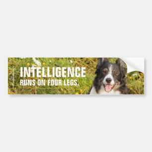 One Very Friendly Border Collie Bumper Sticker