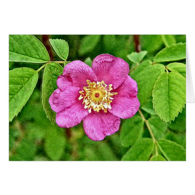 One Wild Rose (Front Horizontal)