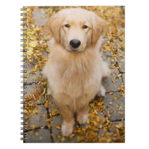 One year old Golden Retriever, portrait Notebook