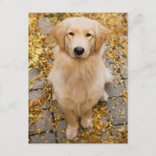 One year old Golden Retriever, portrait Postcard