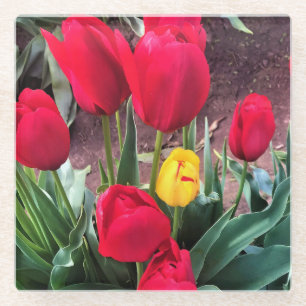 One Yellow with Red Tulips Glass Coaster