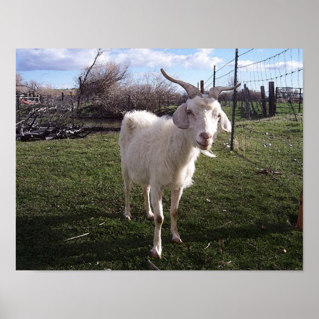 One Young Goat Poster (Front)