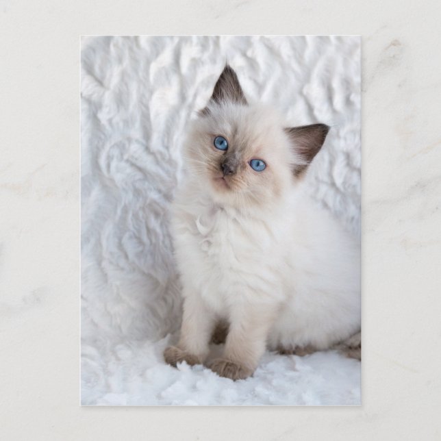 One young ragdoll cat sitting on fur in chair postcard (Front)