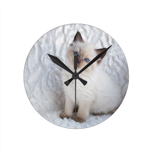 Image of One young ragdoll cat sitting on fur in chair Round Clock