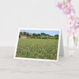 Onion Field Landscape Card